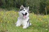 ALASKAN MALAMUTE 435